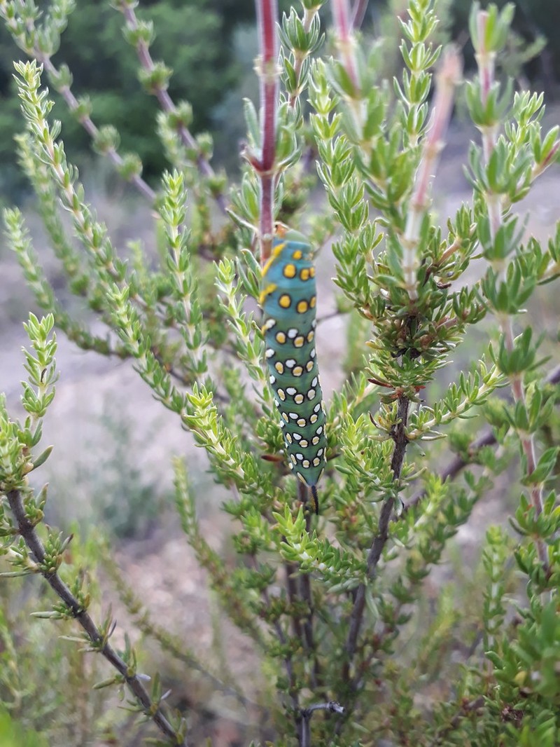 Anthospermum aethiopicum photo 6