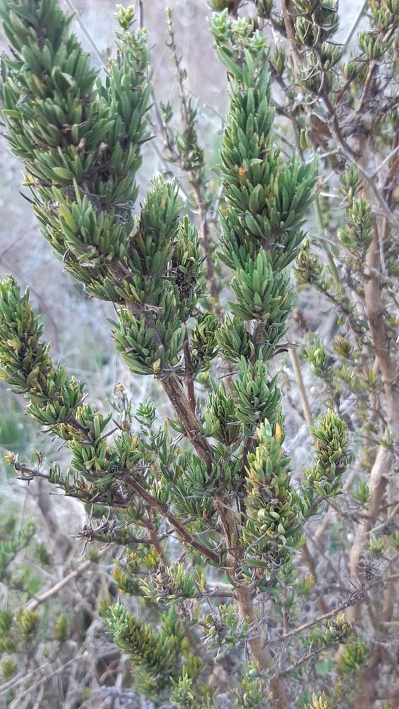 Anthospermum aethiopicum photo 7