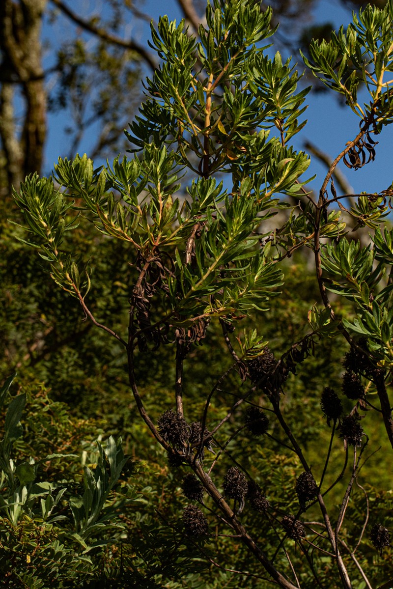 Anthospermum ammannioides photo 2
