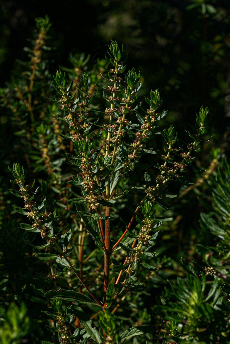 Anthospermum ammannioides photo 3