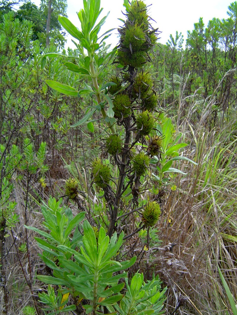 Anthospermum ammannioides photo 4