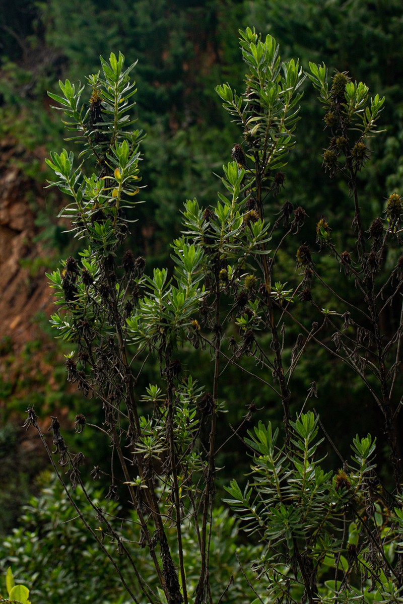 Anthospermum ammannioides photo 5