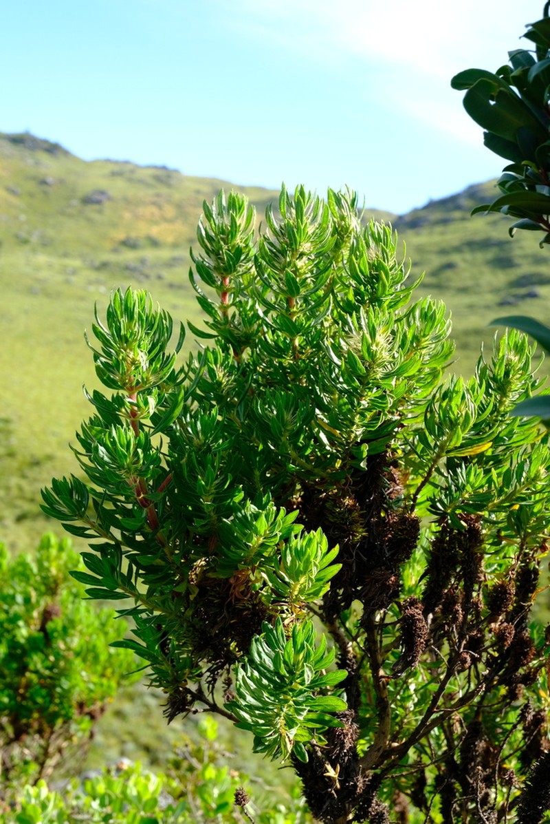 Anthospermum ammannioides photo 6