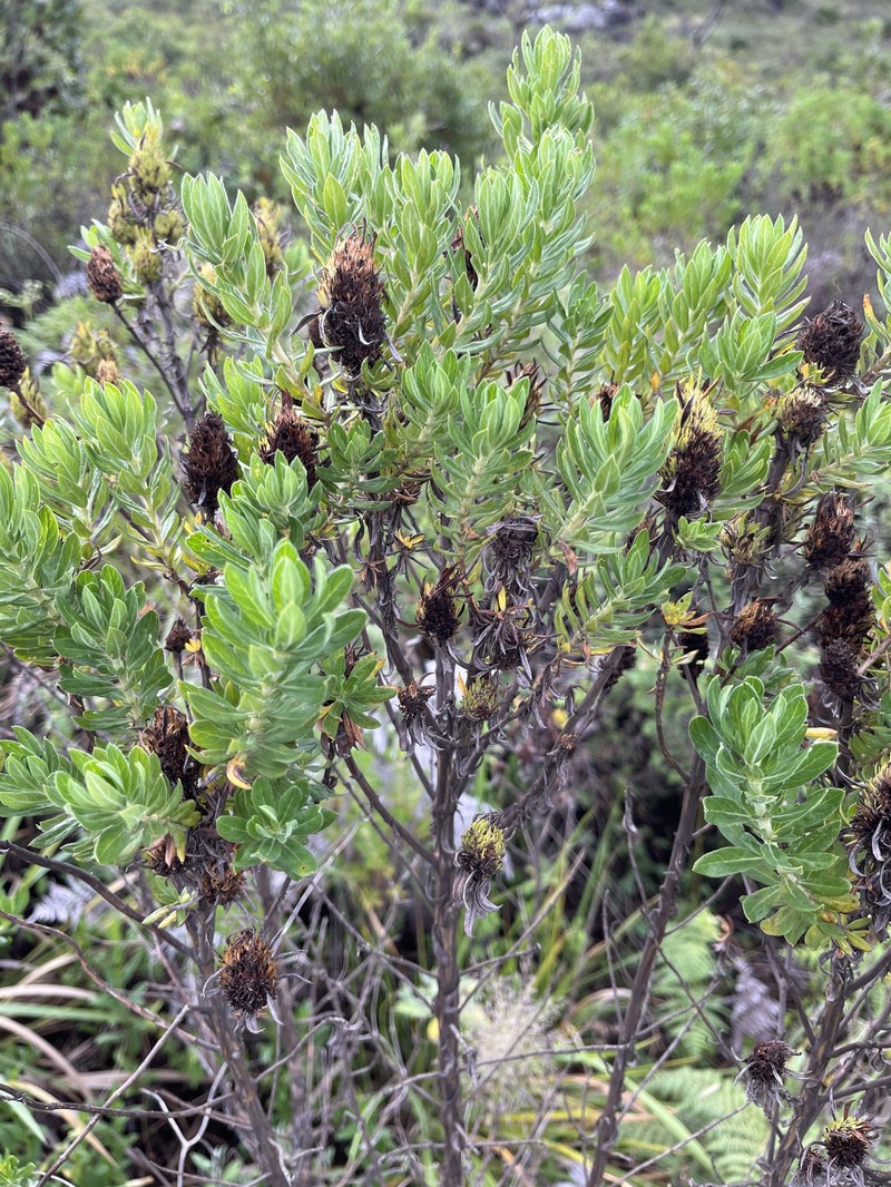 Anthospermum ammannioides photo 8