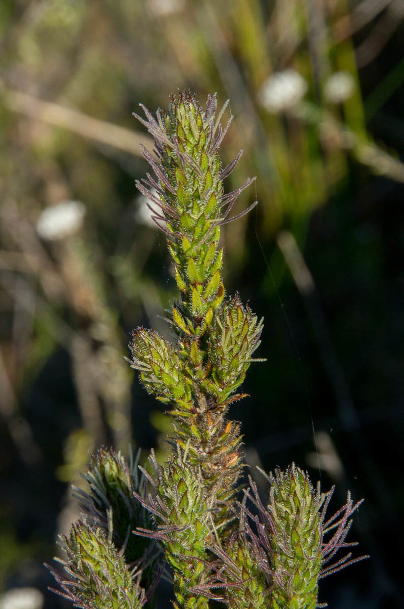Anthospermum bergianum