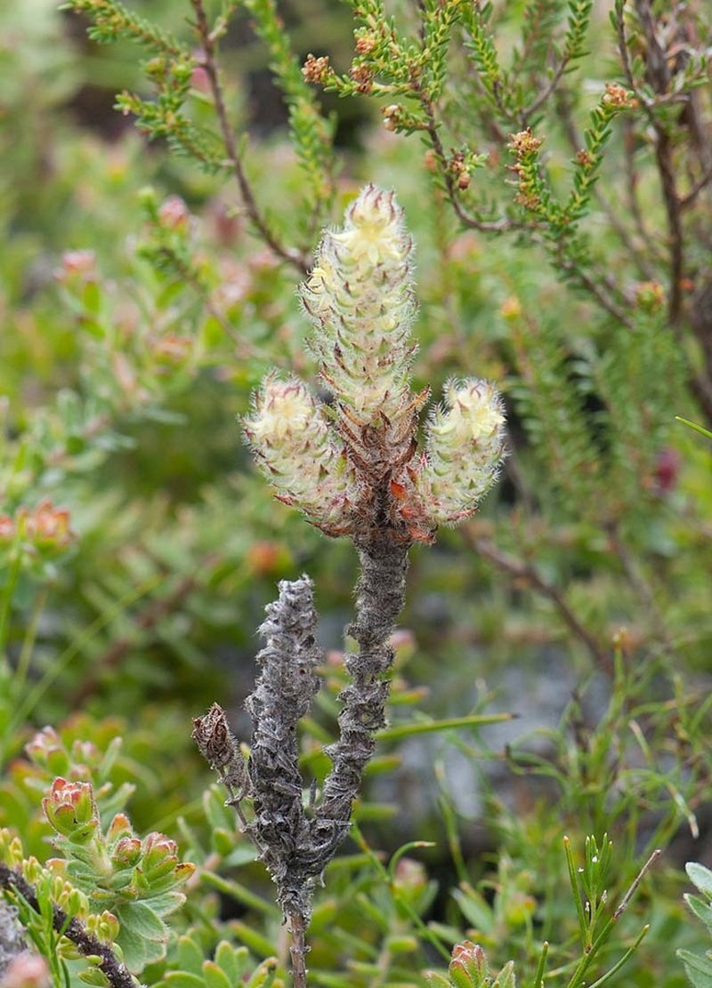 Anthospermum bergianum photo 2