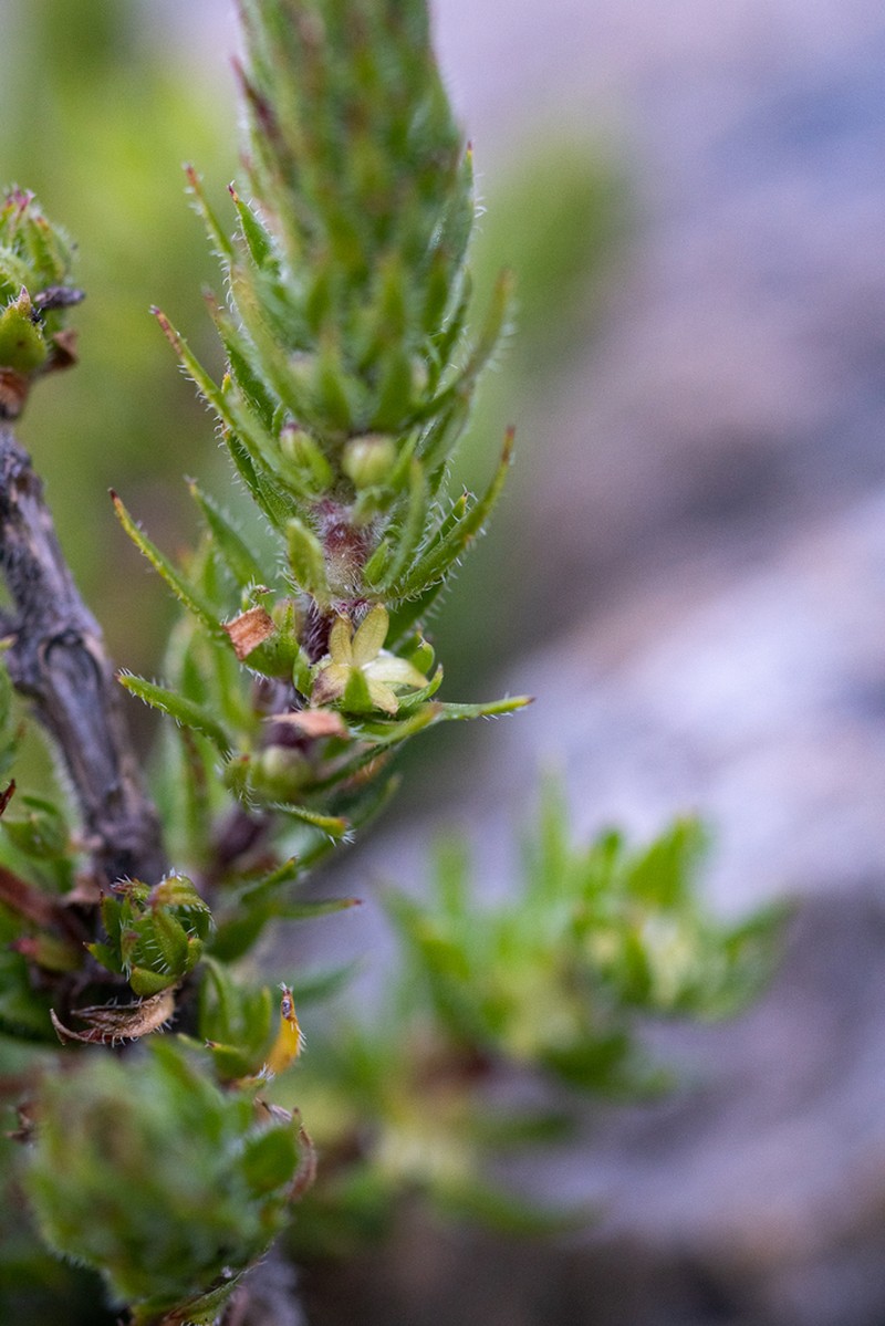 Anthospermum bergianum photo 3