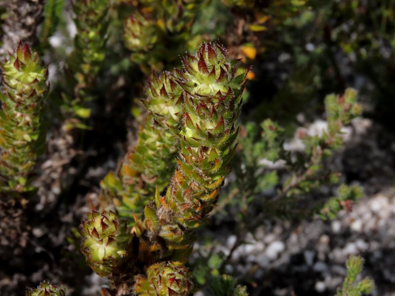 Anthospermum bergianum photo 4