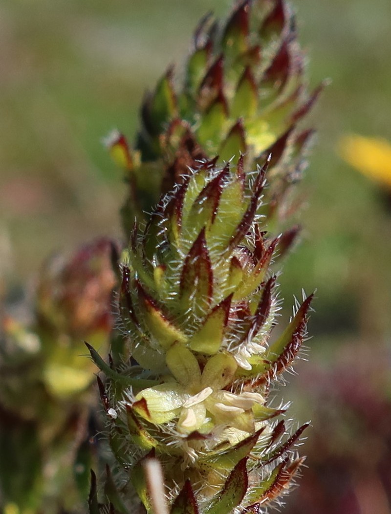 Anthospermum bergianum photo 5