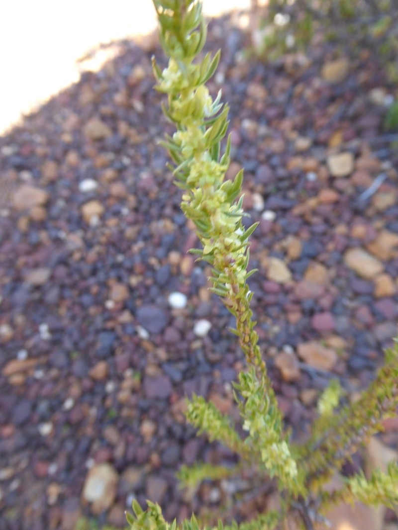 Anthospermum bergianum photo 6