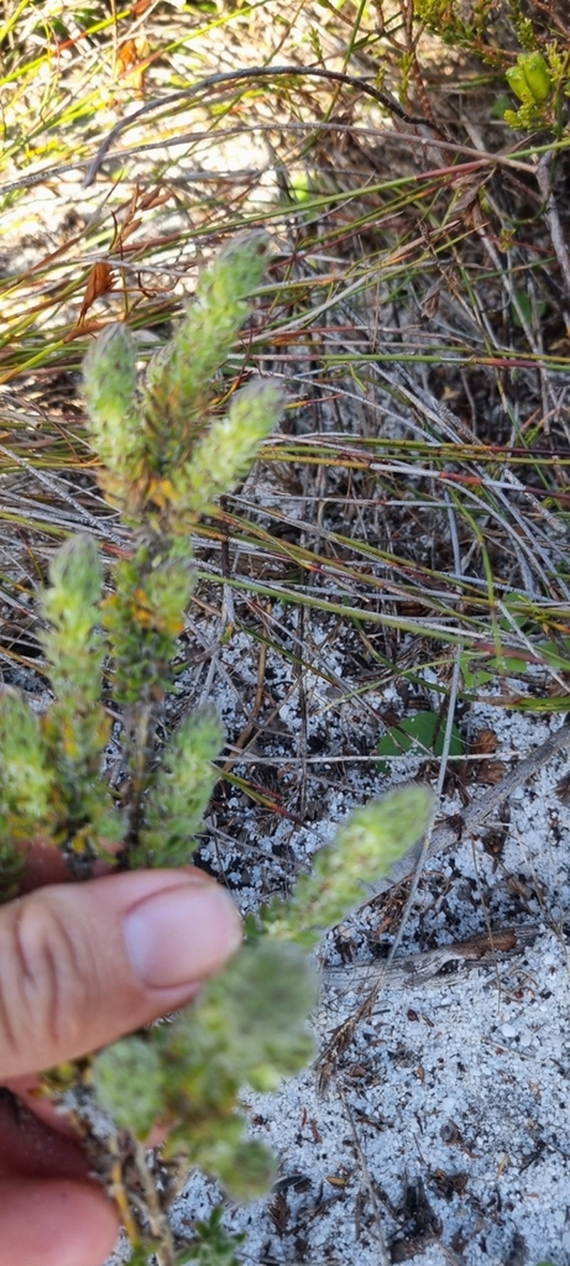 Anthospermum bergianum photo 7