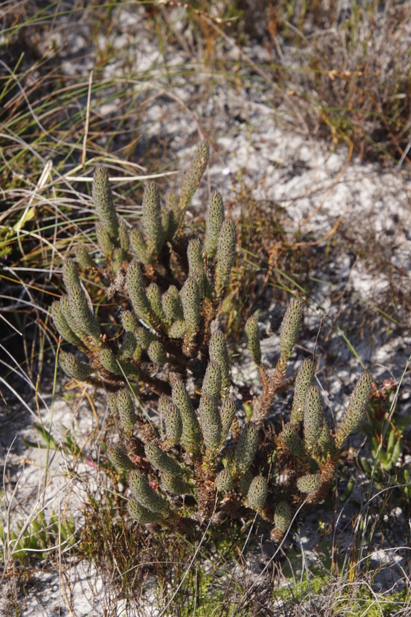 Anthospermum bergianum photo 8
