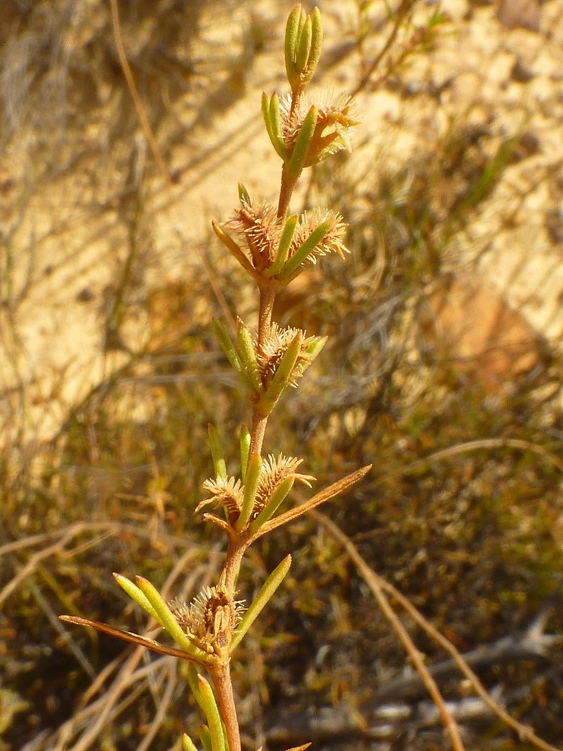 Anthospermum bicorne