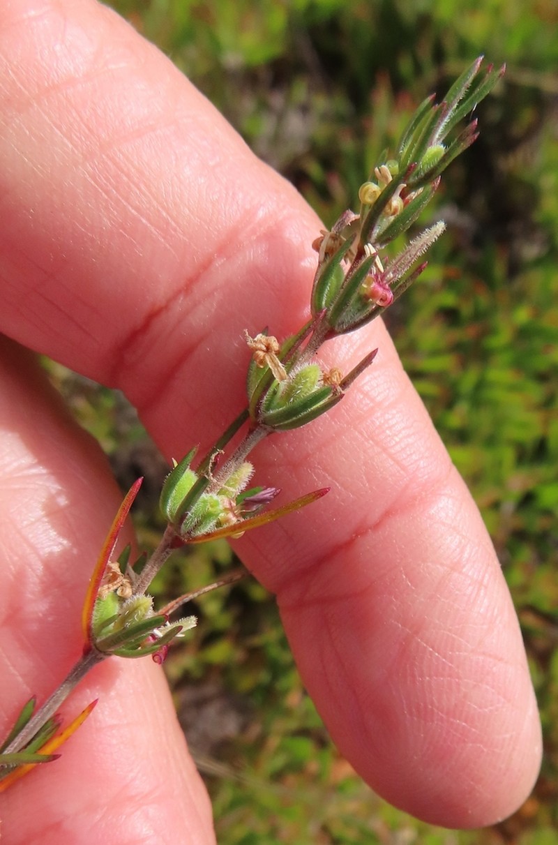 Anthospermum bicorne photo 2