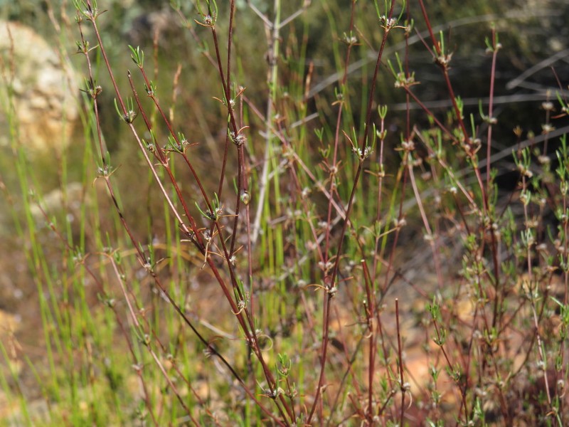 Anthospermum bicorne photo 3