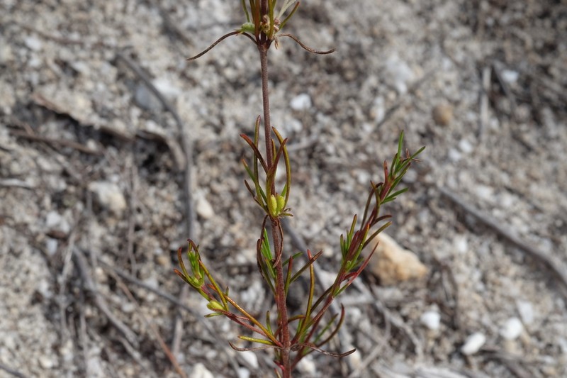 Anthospermum bicorne photo 4