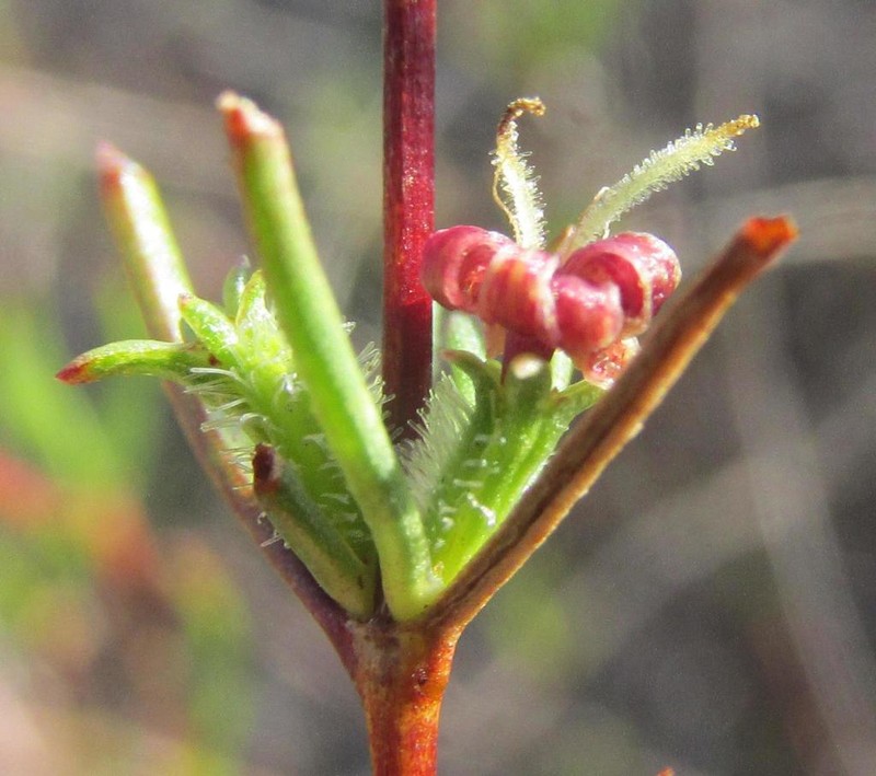 Anthospermum bicorne photo 5