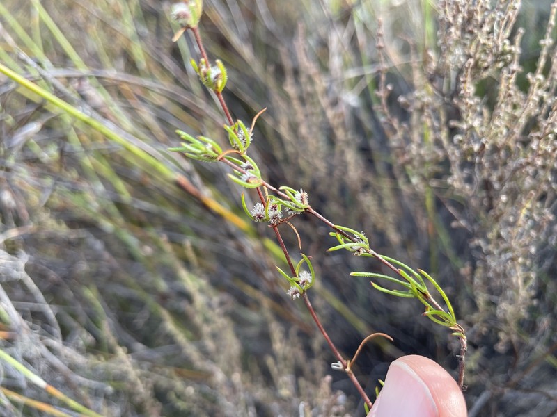 Anthospermum bicorne photo 8