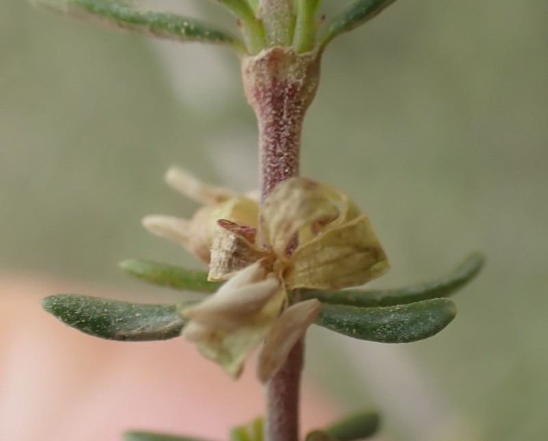 Anthospermum comptonii photo 2