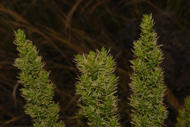 Anthospermum emirnense
