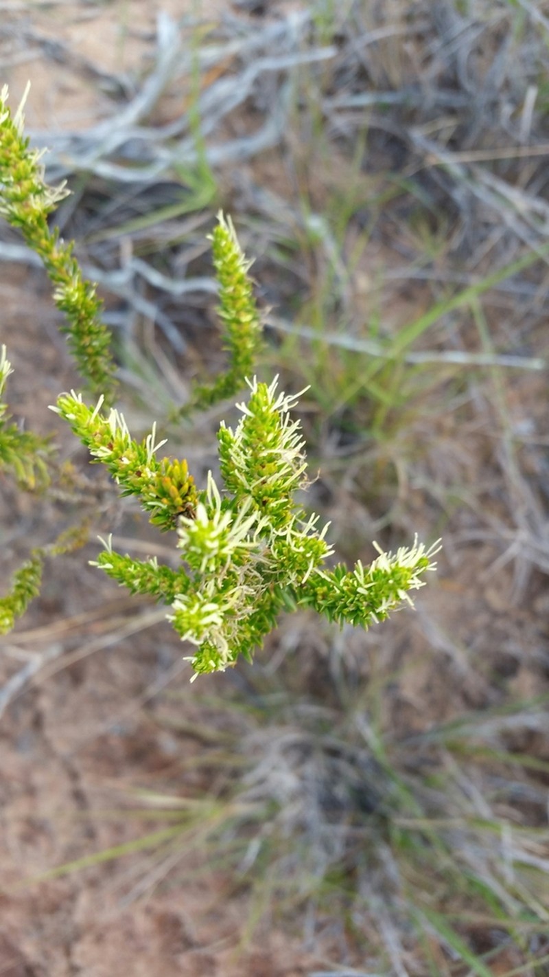 Anthospermum emirnense photo 2
