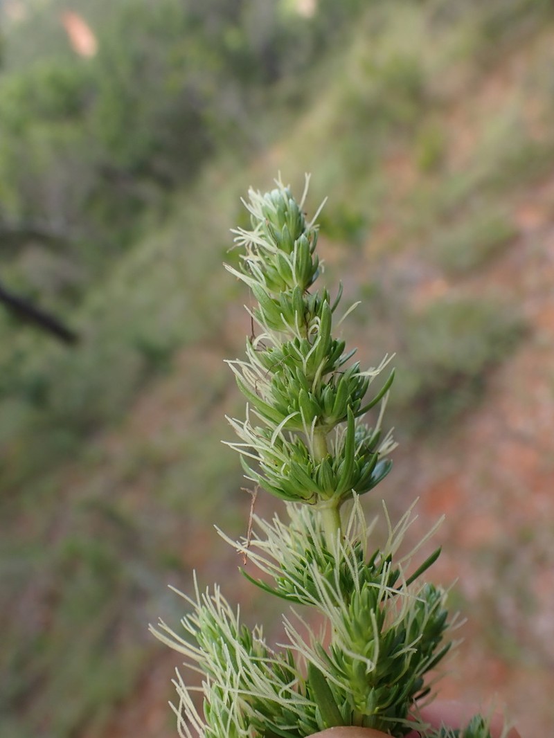 Anthospermum emirnense photo 4
