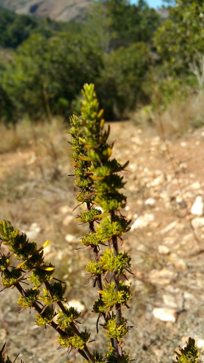 Anthospermum emirnense photo 5