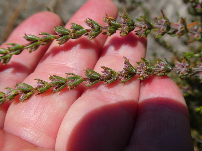 Anthospermum ericifolium