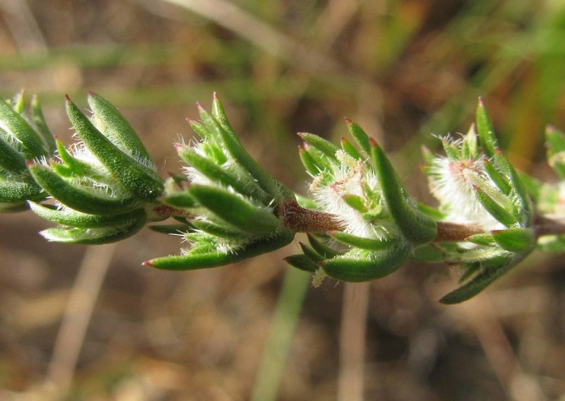Anthospermum ericifolium photo 2