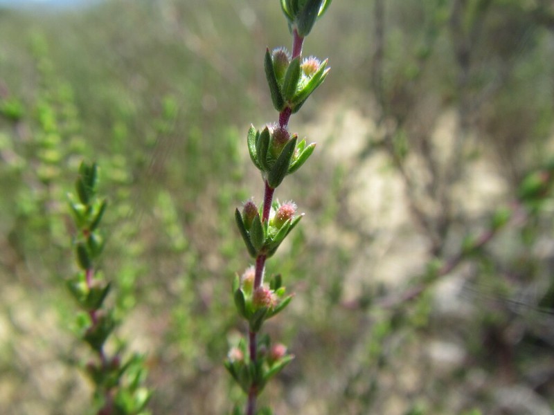 Anthospermum ericifolium photo 3