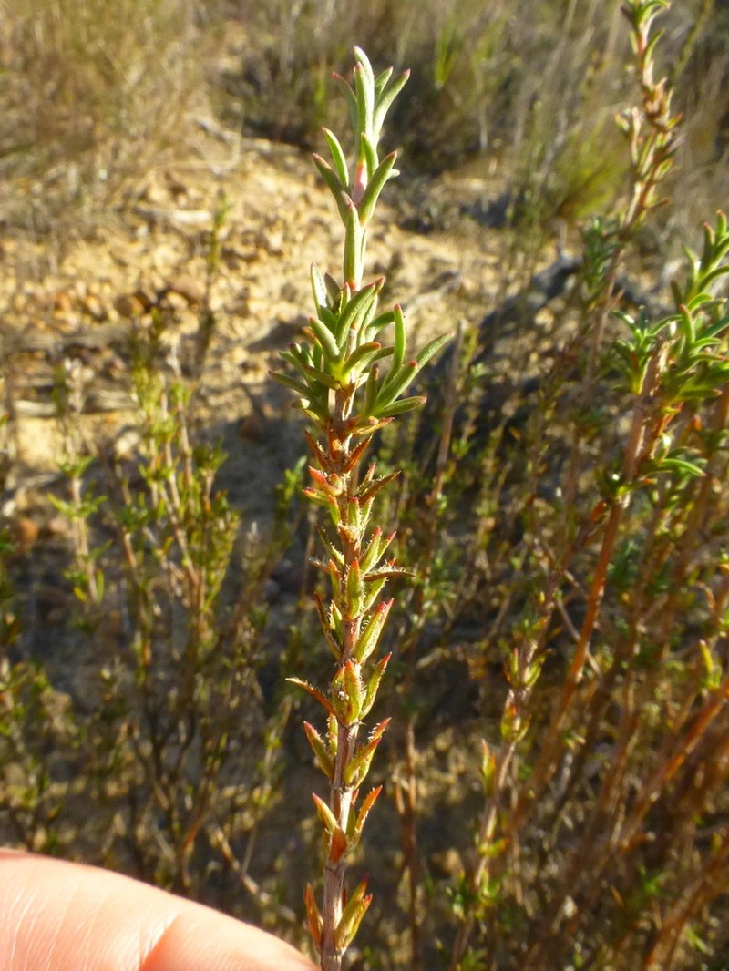 Anthospermum ericifolium photo 4
