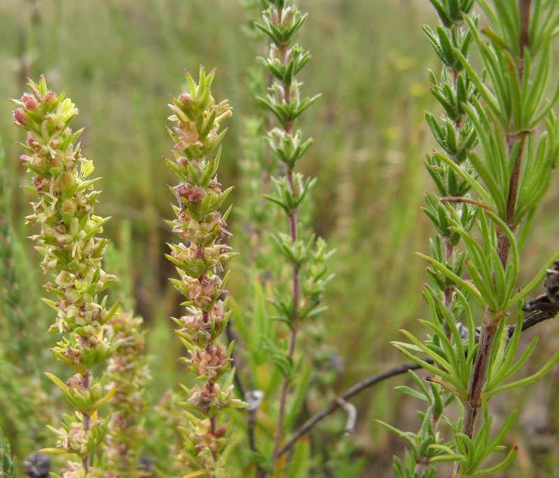 Anthospermum ericifolium photo 5