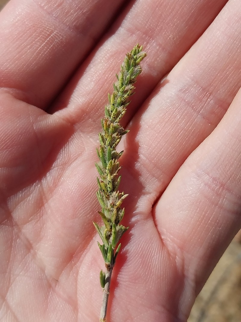 Anthospermum ericifolium photo 6