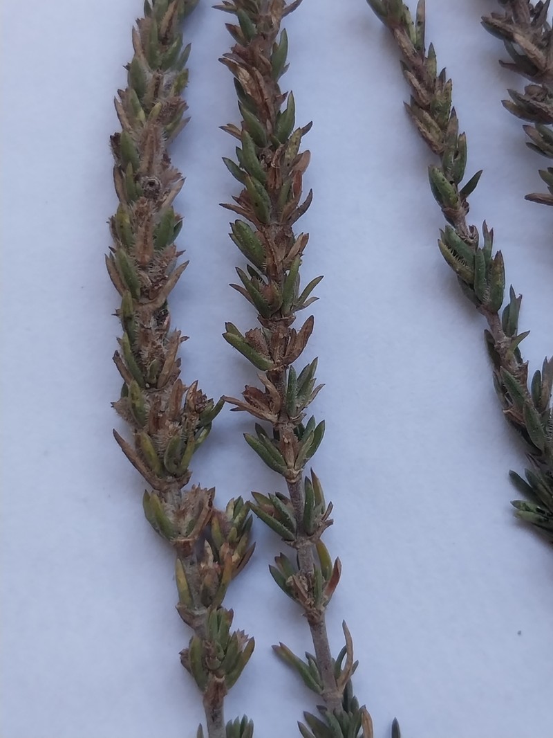 Anthospermum ericifolium photo 7