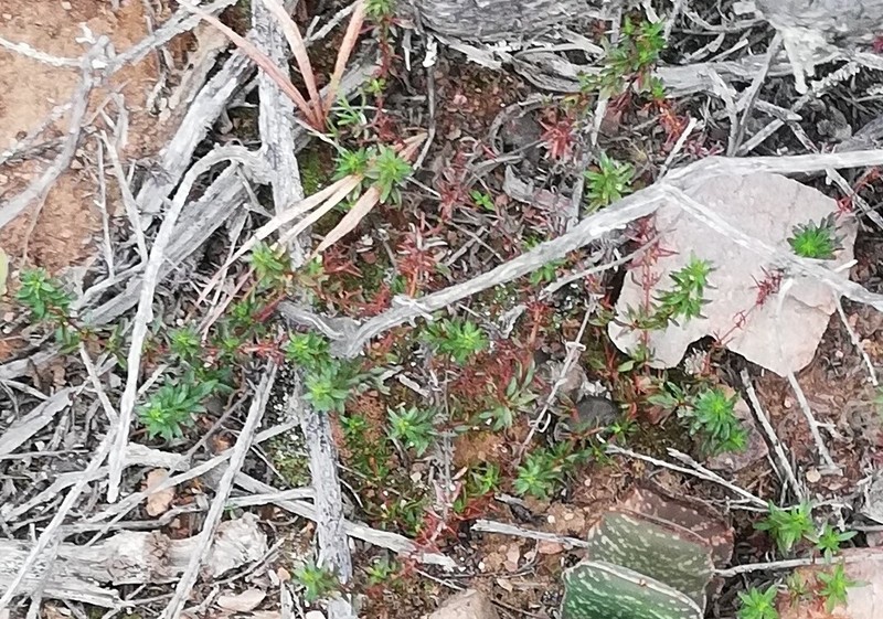 Anthospermum galioides