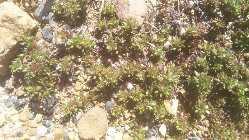 Anthospermum galioides photo 2