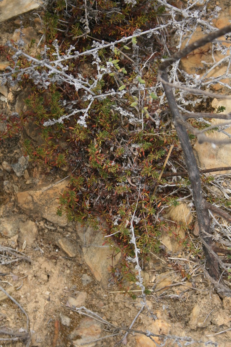 Anthospermum galioides photo 3
