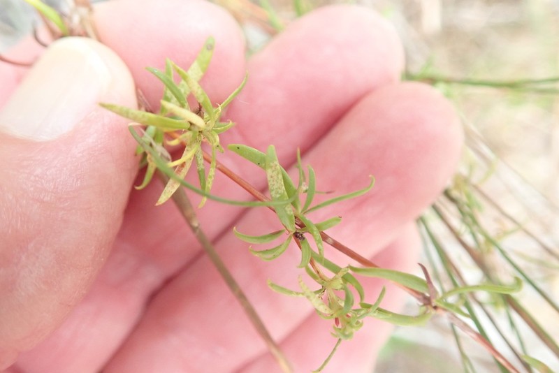 Anthospermum galioides photo 4