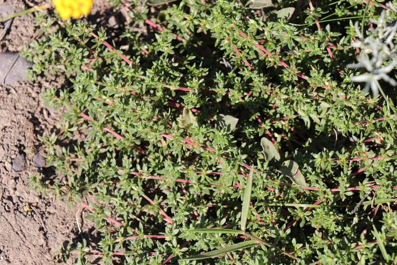Anthospermum galioides photo 5