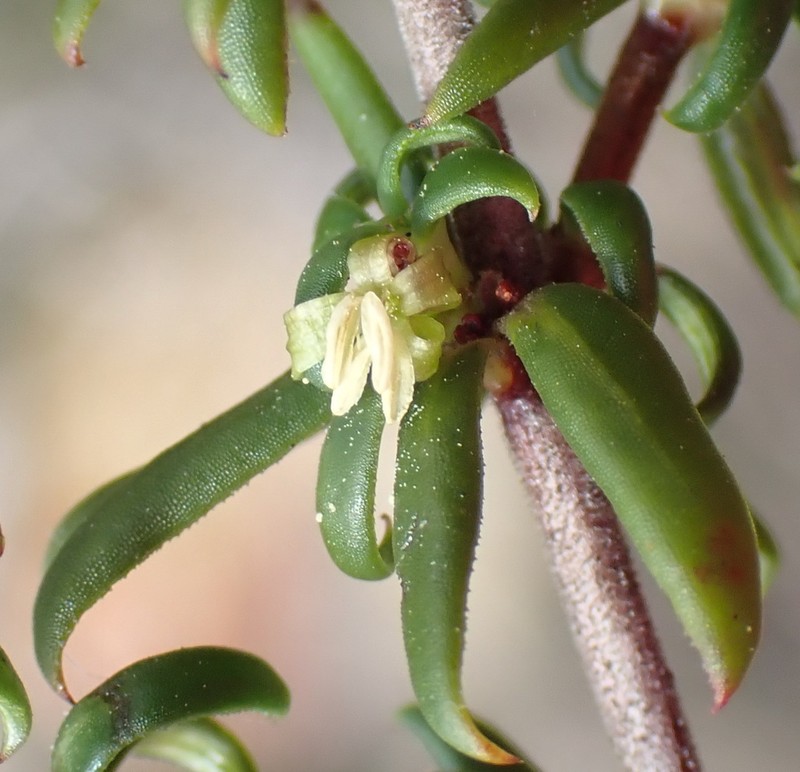Anthospermum galioides photo 6