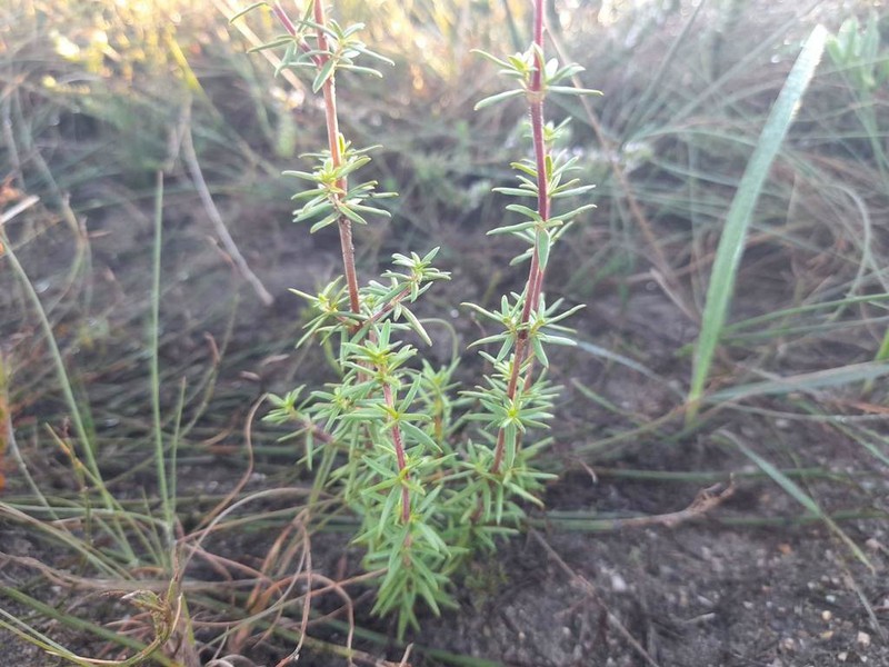 Anthospermum galioides photo 7