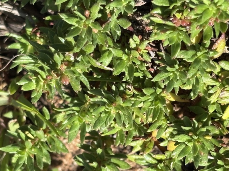 Anthospermum galioides photo 8
