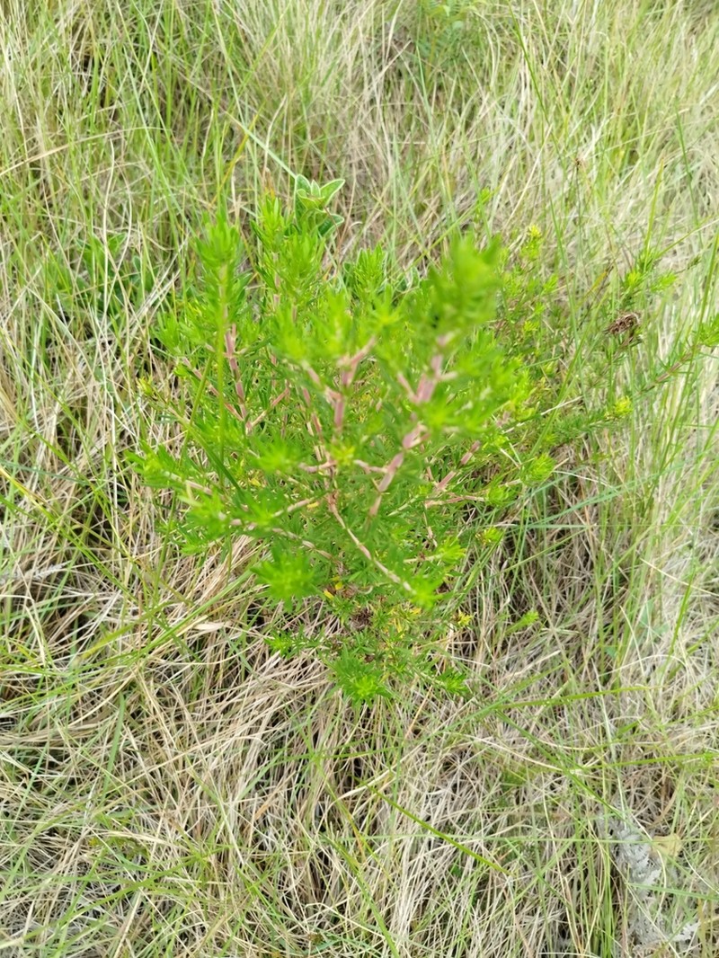 Anthospermum galpinii
