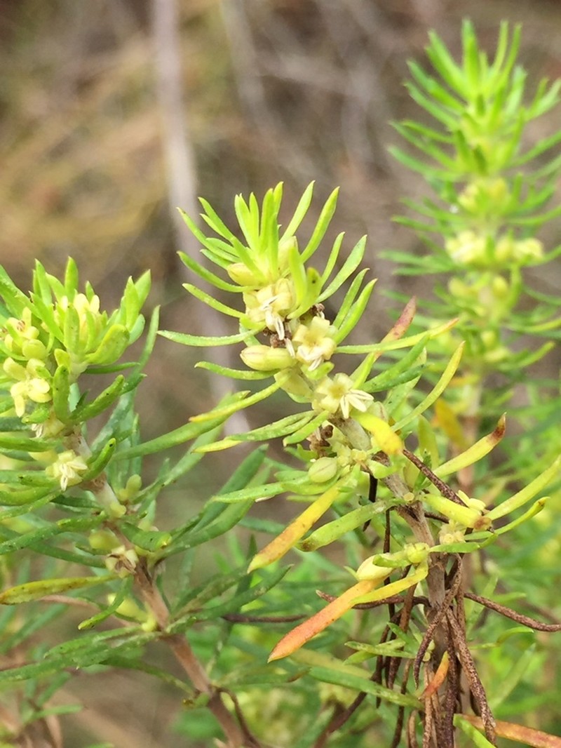 Anthospermum galpinii photo 2