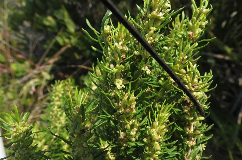 Anthospermum galpinii photo 4