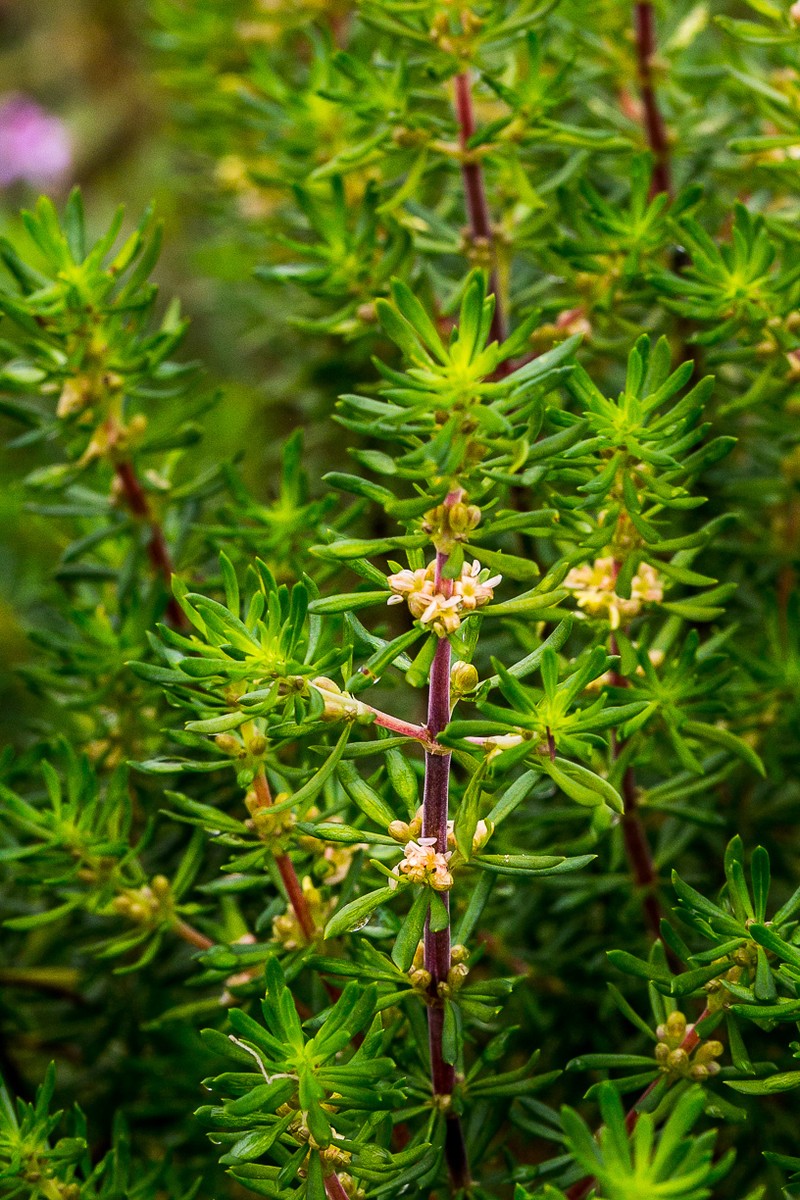 Anthospermum galpinii photo 5