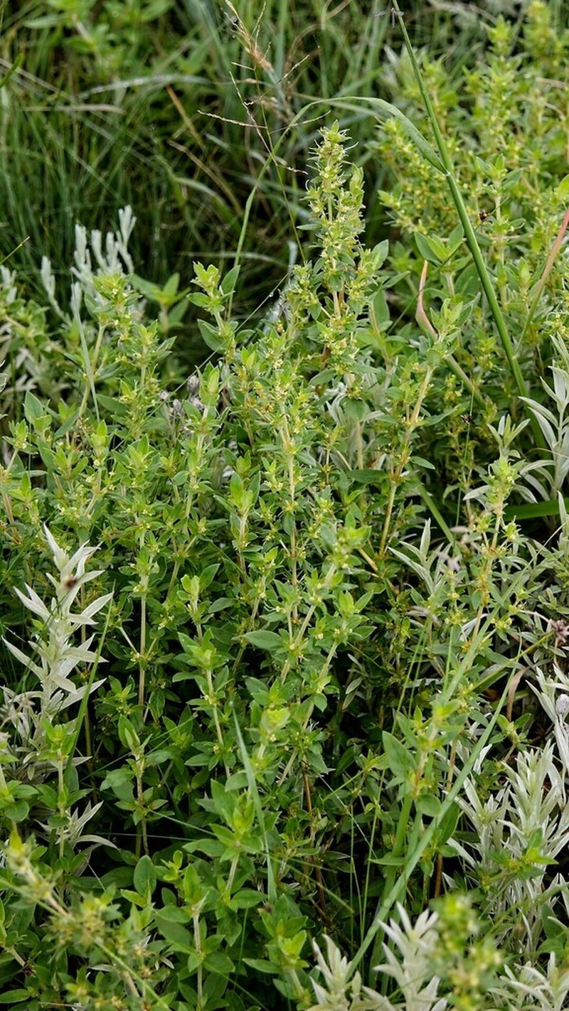 Anthospermum herbaceum