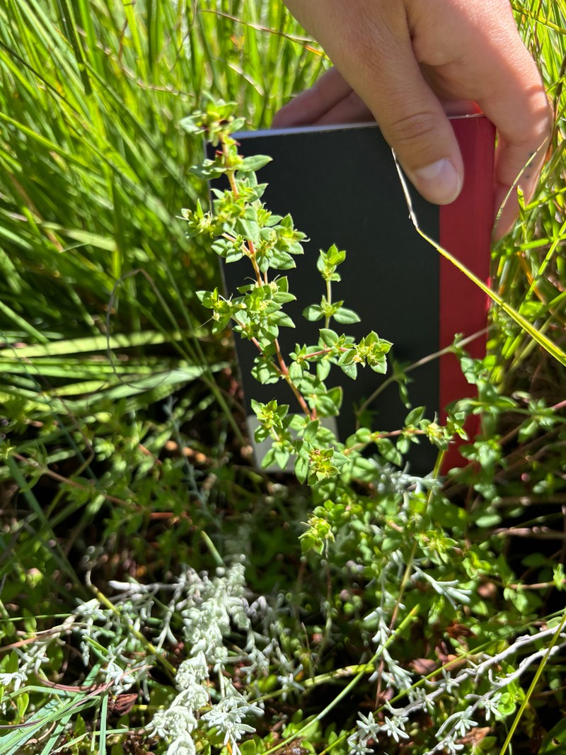 Anthospermum herbaceum photo 2