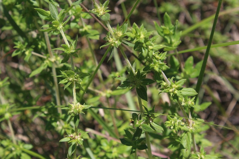 Anthospermum herbaceum photo 3