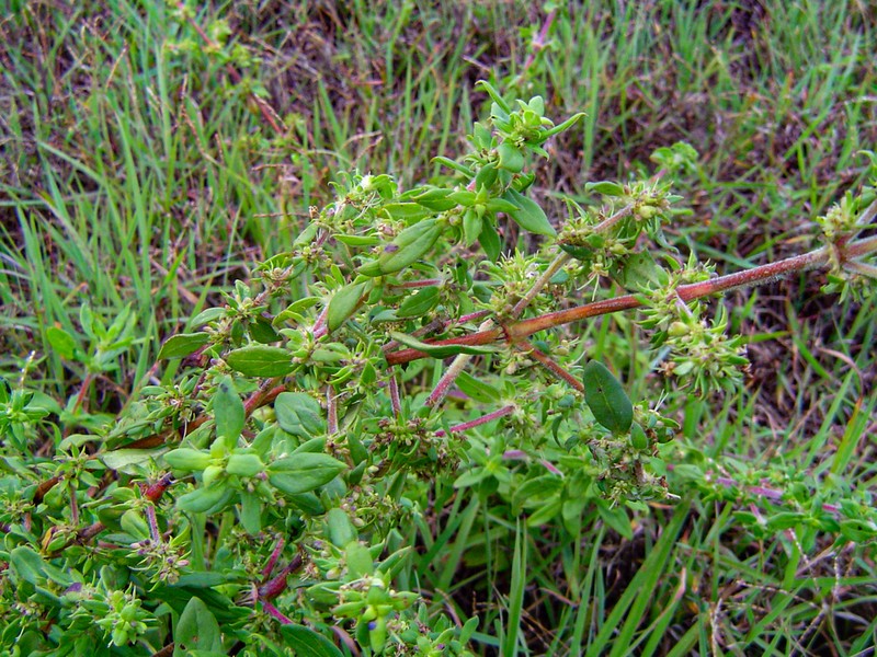 Anthospermum herbaceum photo 4